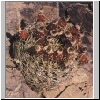 Neoporteria_atroviridis.jpg