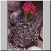 Neoporteria_clavata.jpg