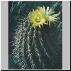 Neoporteria_copiapoides_ISLAYA.jpg