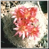 Neoporteria_gerocephala.jpg