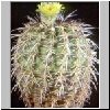 Neoporteria_grandis_ISLAYA.jpg