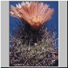 Neoporteria_limariensis.jpg