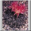 Neoporteria_microsperma.jpg