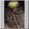 Neoporteria_omasensis.jpg