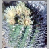 Neoporteria_paucicostata.jpg