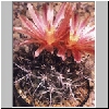 Neoporteria_setosiflora.jpg