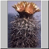 Neoporteria_simulans.jpg