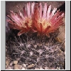 Neoporteria_totoralensis.jpg