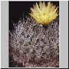 Neoporteria_vallenarensis.jpg